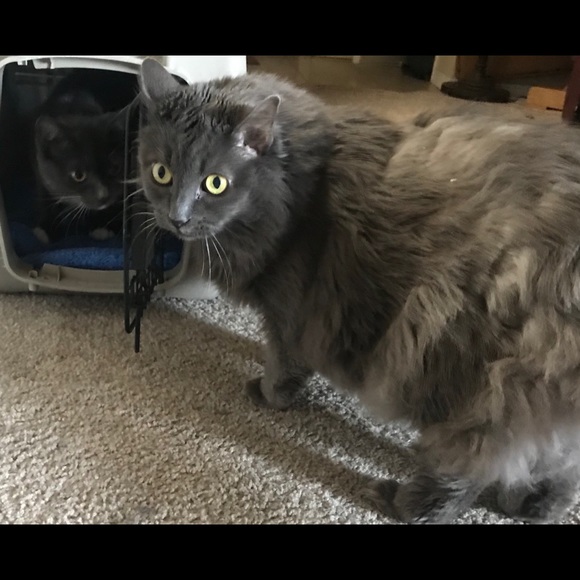 Meet your Posher, Victoria - Picture 5 of 7